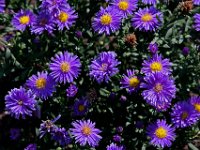 asters